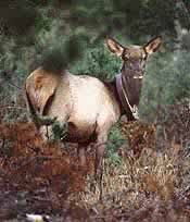 yearling elk with collar
