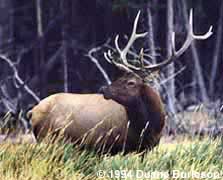 bull elk with grass in antlers